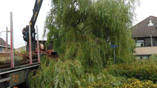 bomen rooien